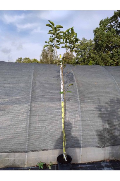 Яблуня домашня Еліза пізня  5л/вис.180-200см/Ø20-30см/2роки після щеплення